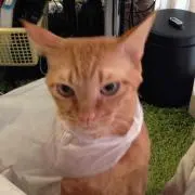 茶猫