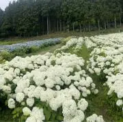 かすみの画像