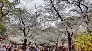 ちろの画像
