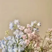 anの画像