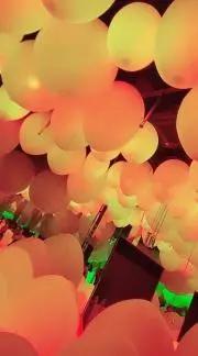 カナリヤの画像