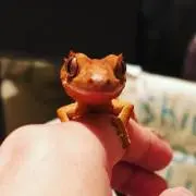 めめこ商店の画像