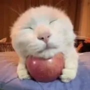 りんごの画像