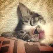 ほろの画像