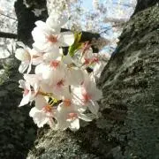 そら豆ちゃん