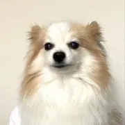 パピヨンの画像