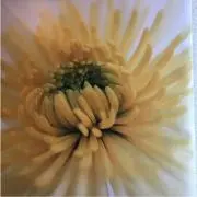 あこの画像