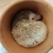 あや