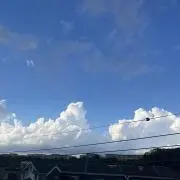 チンパンジーの画像