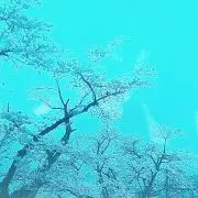 サクラの画像