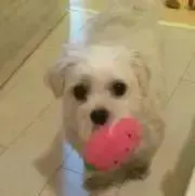 みーの画像