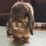 みーの画像