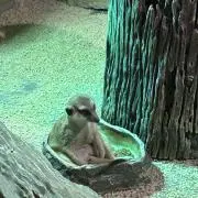 ひろむの画像