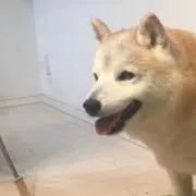 bebeの画像