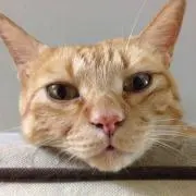 ＩＹＯママの画像