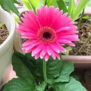 msmの画像