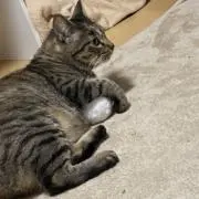 Seiの画像