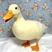 こうさんの画像