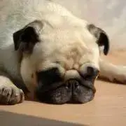 なぎの画像