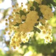 NANA＊⚠️プロフ必読⚠️の画像