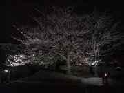 加藤の画像