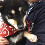 バモスの画像