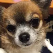 ラム