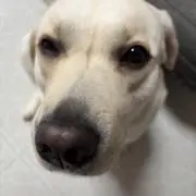 おこめの画像