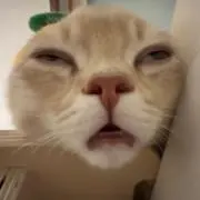 猫魔の画像