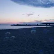 ✿梅むすめ✿の画像
