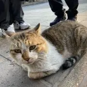 うたぬま