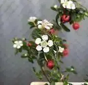 エムの画像