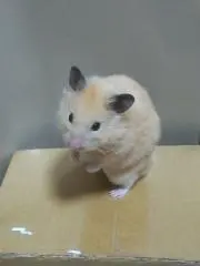 たまよしの画像
