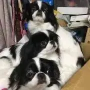 ゆずの画像