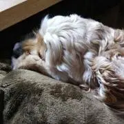 バケ