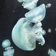 クラゲの画像