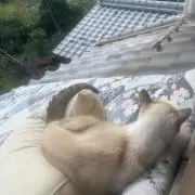 さるぼの画像