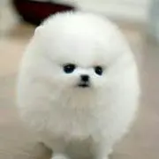 ナッツ