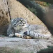 Hinaの画像
