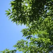 よっこの画像