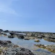 愛麗絲の画像