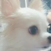 ポロ