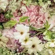 ココの画像