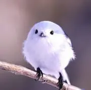 古鳥