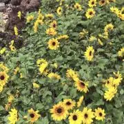 ライ　✴︎✴︎プロフ必読✴︎✴︎の画像