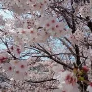 センリの画像