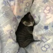 こてつの画像