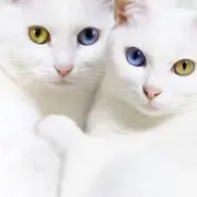 shiro
