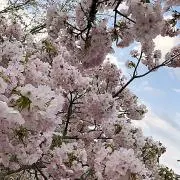⭐︎一期一会⭐︎