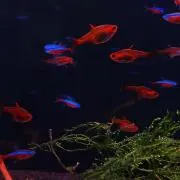 ふぇいす